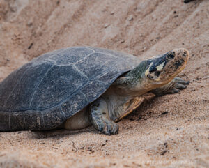 South American River Turtle on a river bank