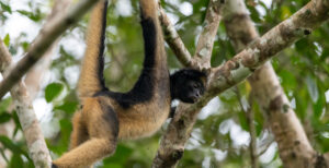 White-bellied Spider Monkey swinging through trees, Orellana.