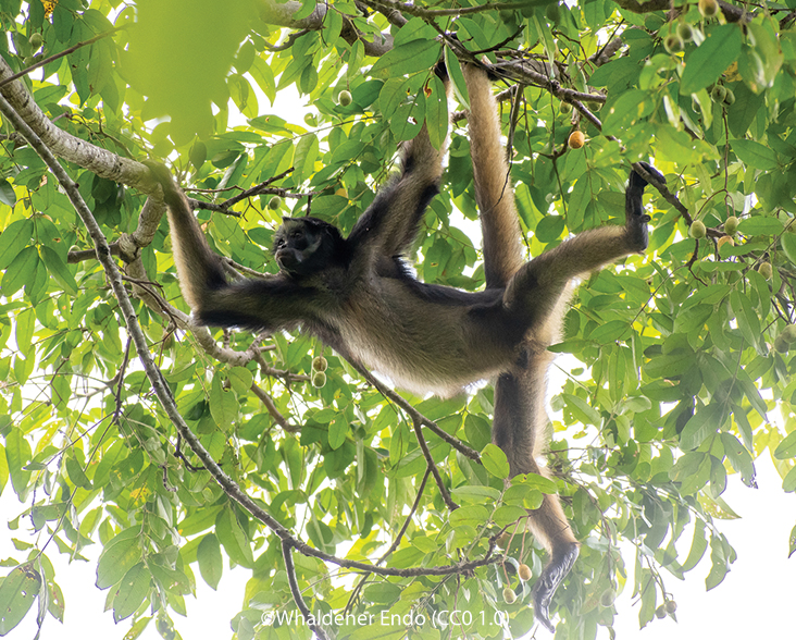 White-bellied Spider Monkey swinging through trees.