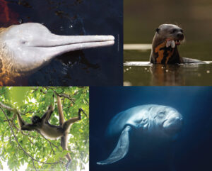 Montage of somne species found in Orellana: Amazon River Dolphin/Giant Otter/White-bellied Spider Monkey/Amazonian Manatee
