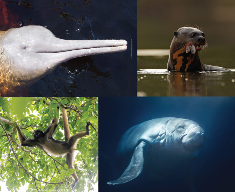 Montage of somne species found in Orellana: Amazon River Dolphin/Giant Otter/White-bellied Spider Monkey/Amazonian Manatee