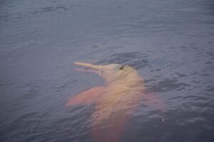 A photo of an Amazon River Dolphin_Credit: Sebastián Benalcazar/Nature and Culture International