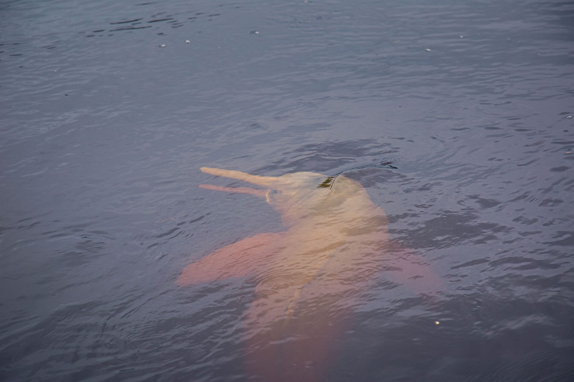 A photo of an Amazon River Dolphin_Credit: Sebastián Benalcazar/Nature and Culture International