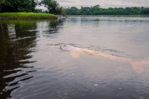 Amazon River Dolphin_Credit: Sebastián Benalcazar/Nature and Culture International