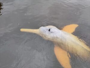 Amazon River Dolphin surfacing from the water, with its blowhole and fins visible.