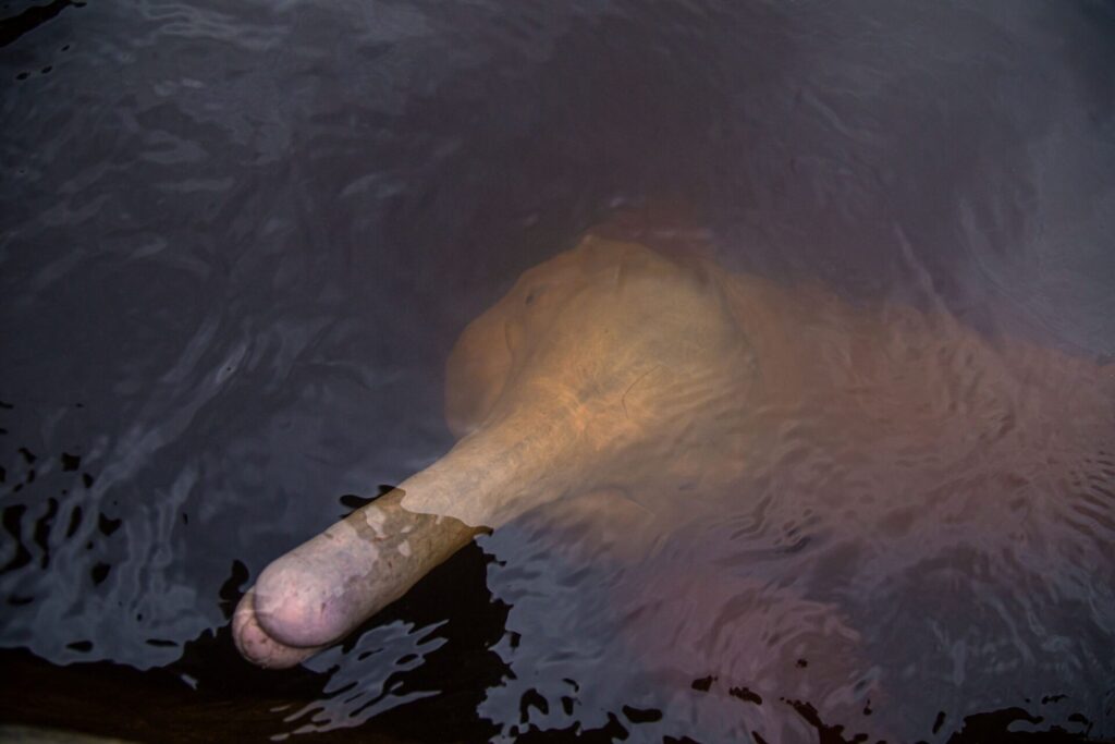 A photograph of the Amazon River Dolphin. Credit: Sebastián Benalcazar/Nature and Culture International