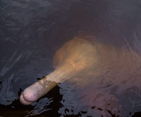 A photograph of the Amazon River Dolphin. Credit: Sebastián Benalcazar/Nature and Culture International