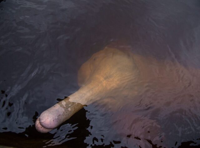 A photograph of the Amazon River Dolphin. Credit: Sebastián Benalcazar/Nature and Culture International