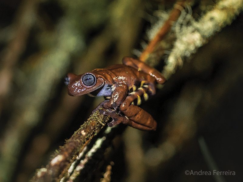 Antioquia Chocolate Frog, on a branch in Colombia