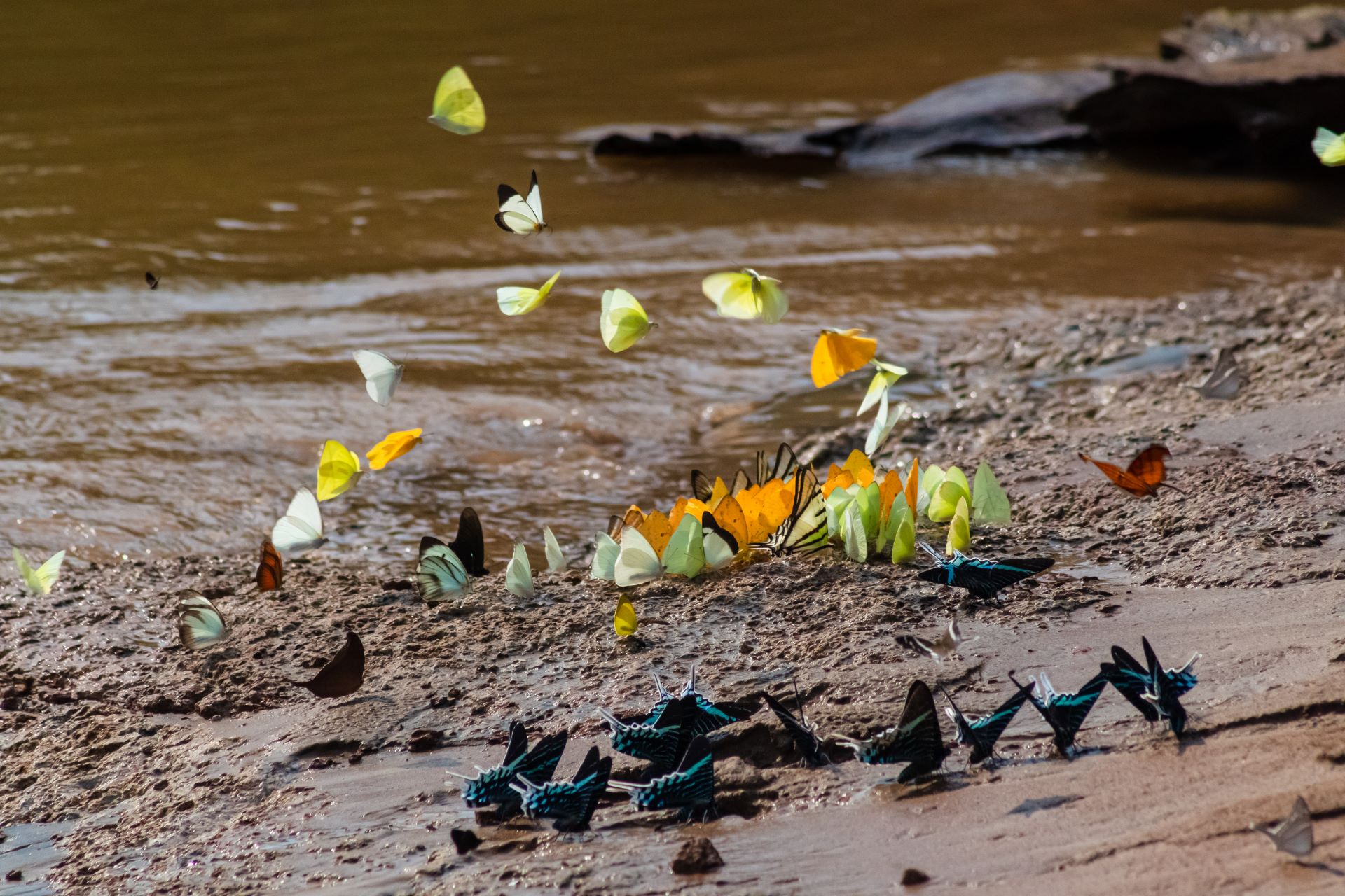 A photograph of many differently coloured butterflies on a muddy bank of an Amazon tributary.