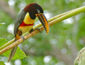 A Chestnut-eared Aracari perching.