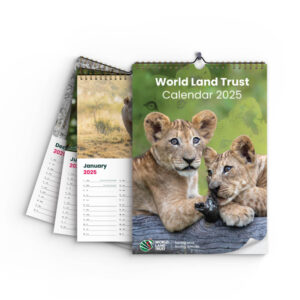 WLT 2025 Calendar