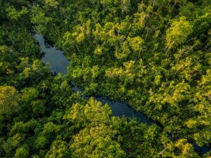 A bird's eye view of the Amazon showing the river flowing through tree cover. Credit: Sebastián Benalcazar/Nature and Culture International