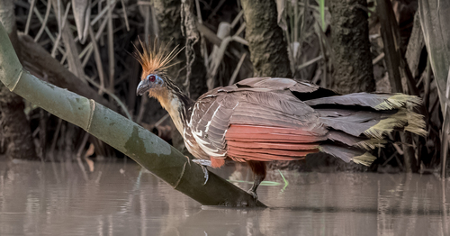 A Hoatzin walking in water. Credit: Gary Leavens/iNaturalist 