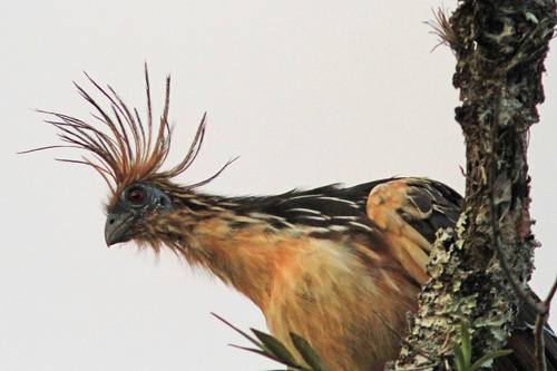 A close-up of a Hoatzin's head, showing spiky crest feathers and eye. Credit: Judy Gallagher/iNaturalist 