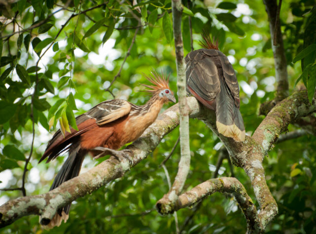 A photo of two Hoatzins in a tree. Credit: Oscar Humberto Marín-Gómez/iNaturalist