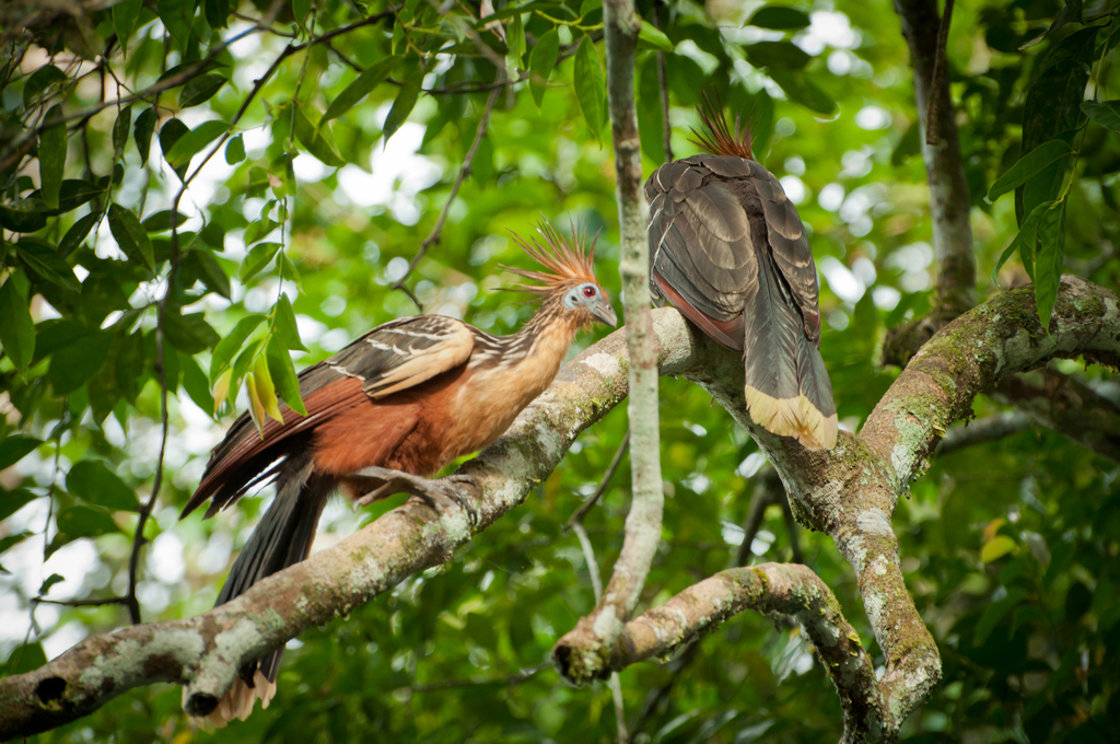 A photo of two Hoatzins in a tree. Credit: Oscar Humberto Marín-Gómez/iNaturalist