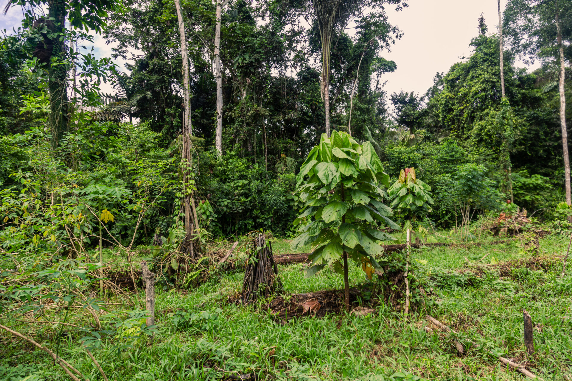 Plants growing in a community chakra in the Ecuadorian Amazon.