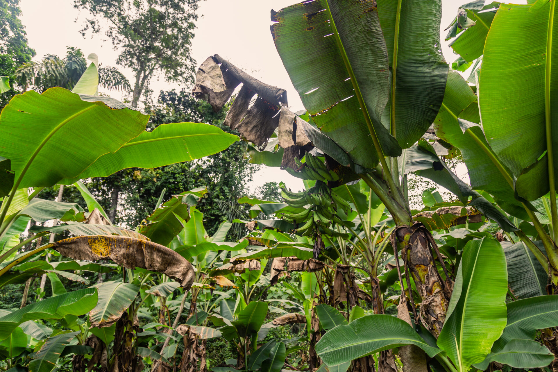 Close up of Plantain plants growing in Ecuador.