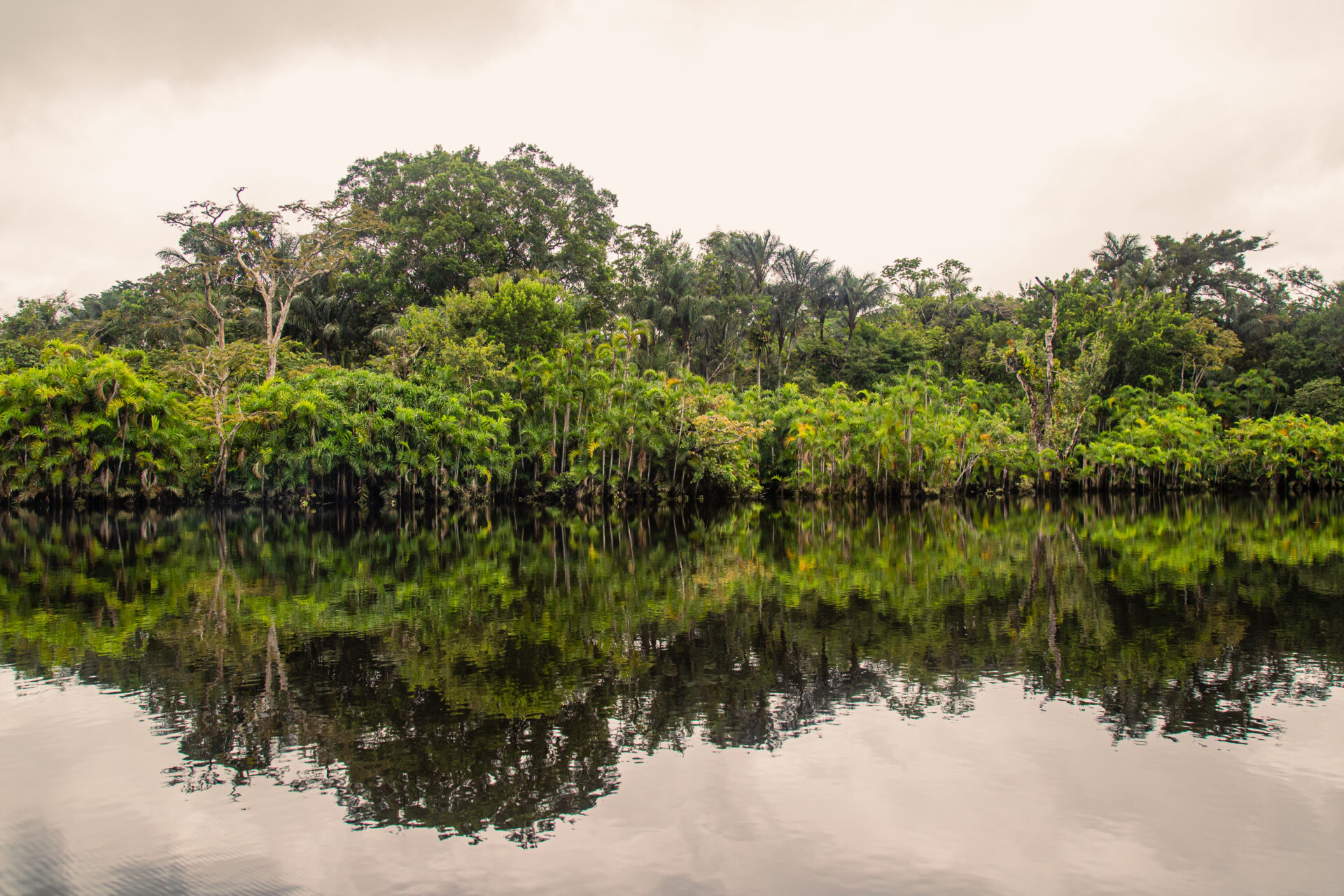 Image of a river flanked by trees in the Ecuadorian Amazon