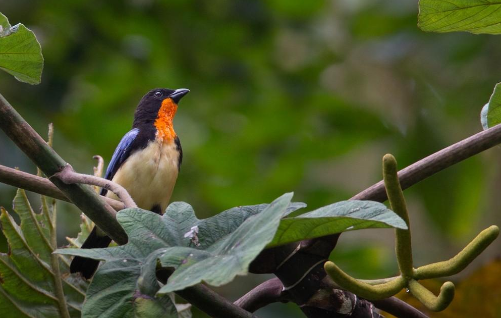 An Orange-throated Tanager in the forest. Credit: Lars Petersson