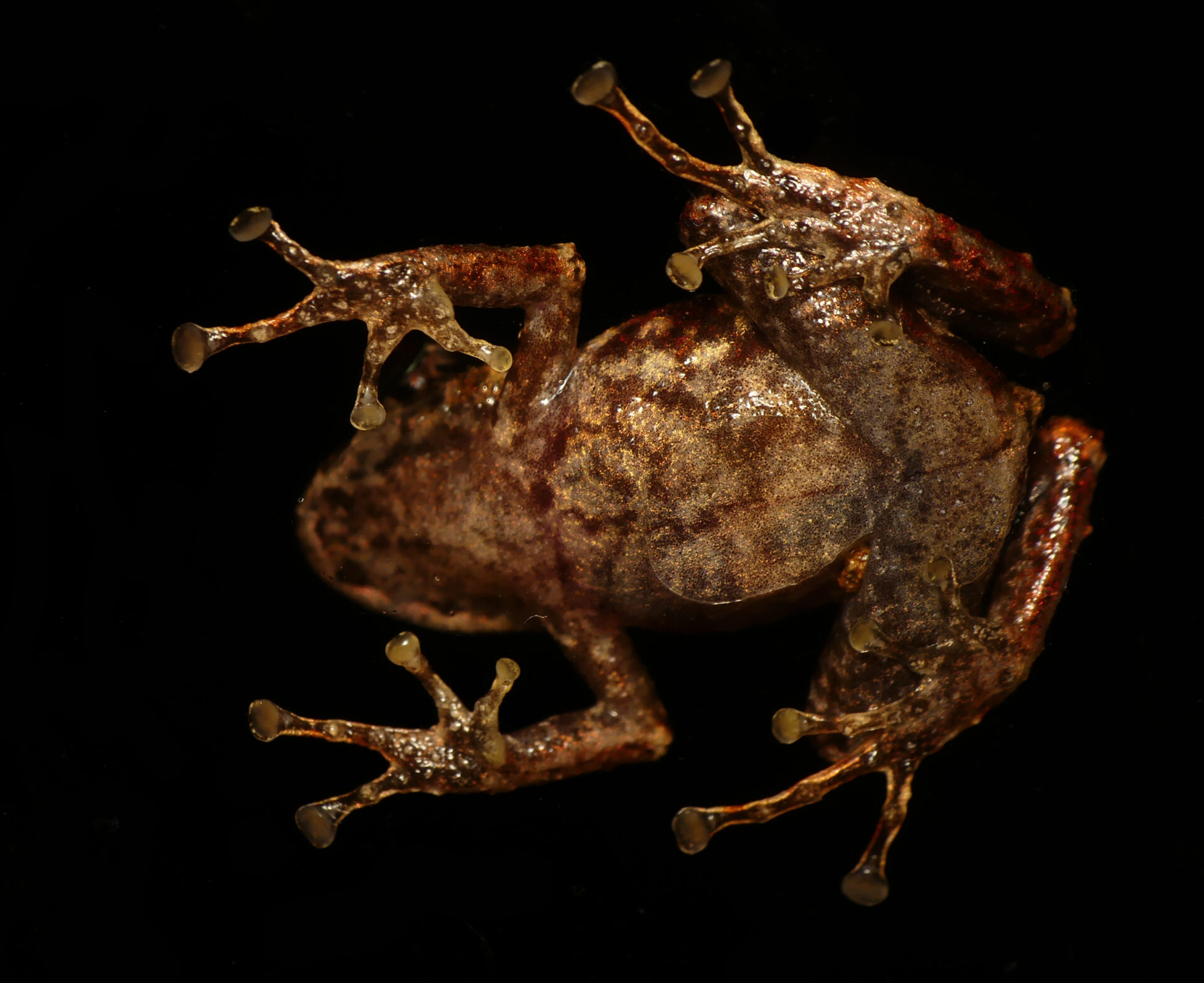 A photo of the newly described frog species Pristimantis normaewingae taking from underneath a glass slide. Credit: EcoMinga