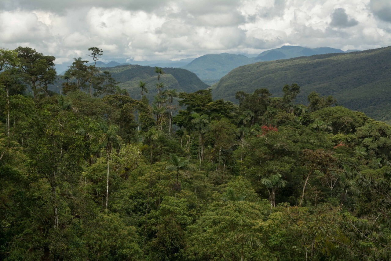 A photo showing the lush dense forest of the Maycú Reserve_Credit: NCE