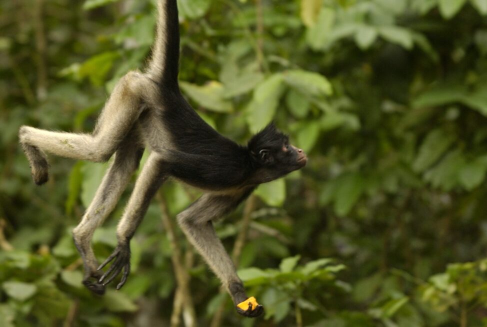 White-bellied Spider Monkey_Pete Oxford - World Land Trust