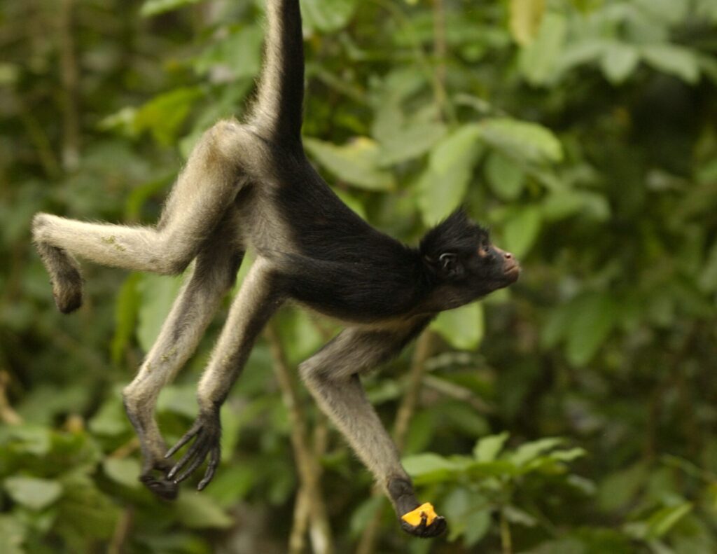 A White-bellied Spider Monkey (Ateles belzebuth) hangs onto a tree branch with its prehensile tail as it forages for fruit in the Amazon rainforest. Credit: Pete Oxford