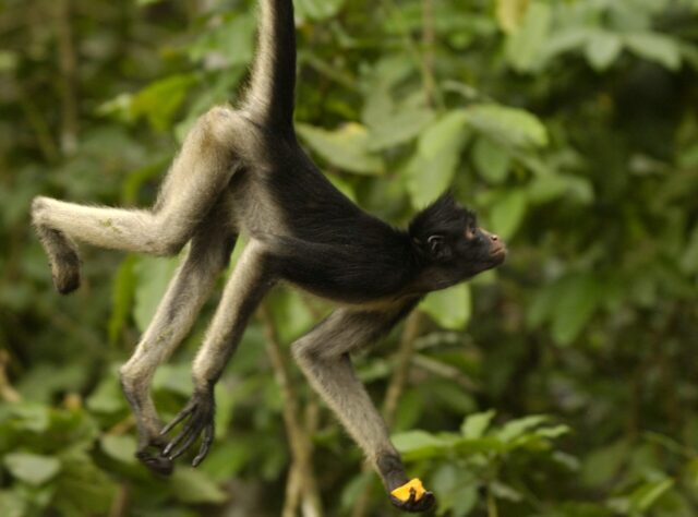 A White-bellied Spider Monkey (Ateles belzebuth) hangs onto a tree branch with its prehensile tail as it forages for fruit in the Amazon rainforest. Credit: Pete Oxford