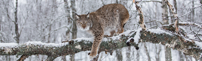 Lynx on a snow covered branch