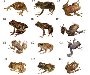 An image showing the startling amount of colour variation between different individuals of the Pristimantis genus. A1 to A3 are adult females. B1 to B3 are adult males. C1 to C3 are juvenile females. D1 to D3 are juvenile males. Image taken from Reyes-Puig, Yánez-Muñoz, Libke, Vinueza and Carrión-Olmedo (2024). Credit: Juan Pablo Reyes-Puig and Zane Libke.