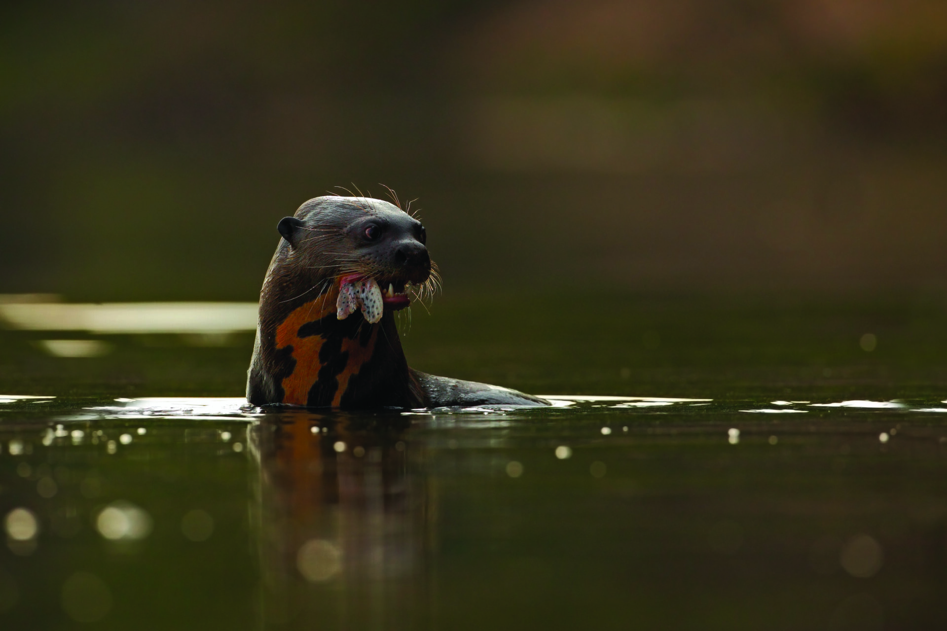 Giant Otter in the river with fish in it's mouth.