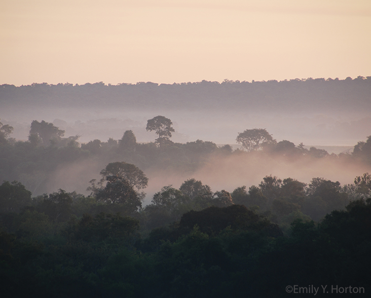 Canopy view of Atlantic Forest in San Rafael, Paraguay at sunset