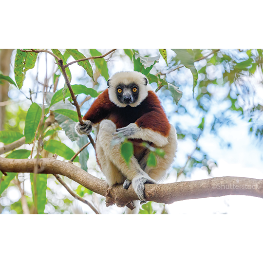 Coquerel's sifaka Lemur sitting on a branch facing the camera