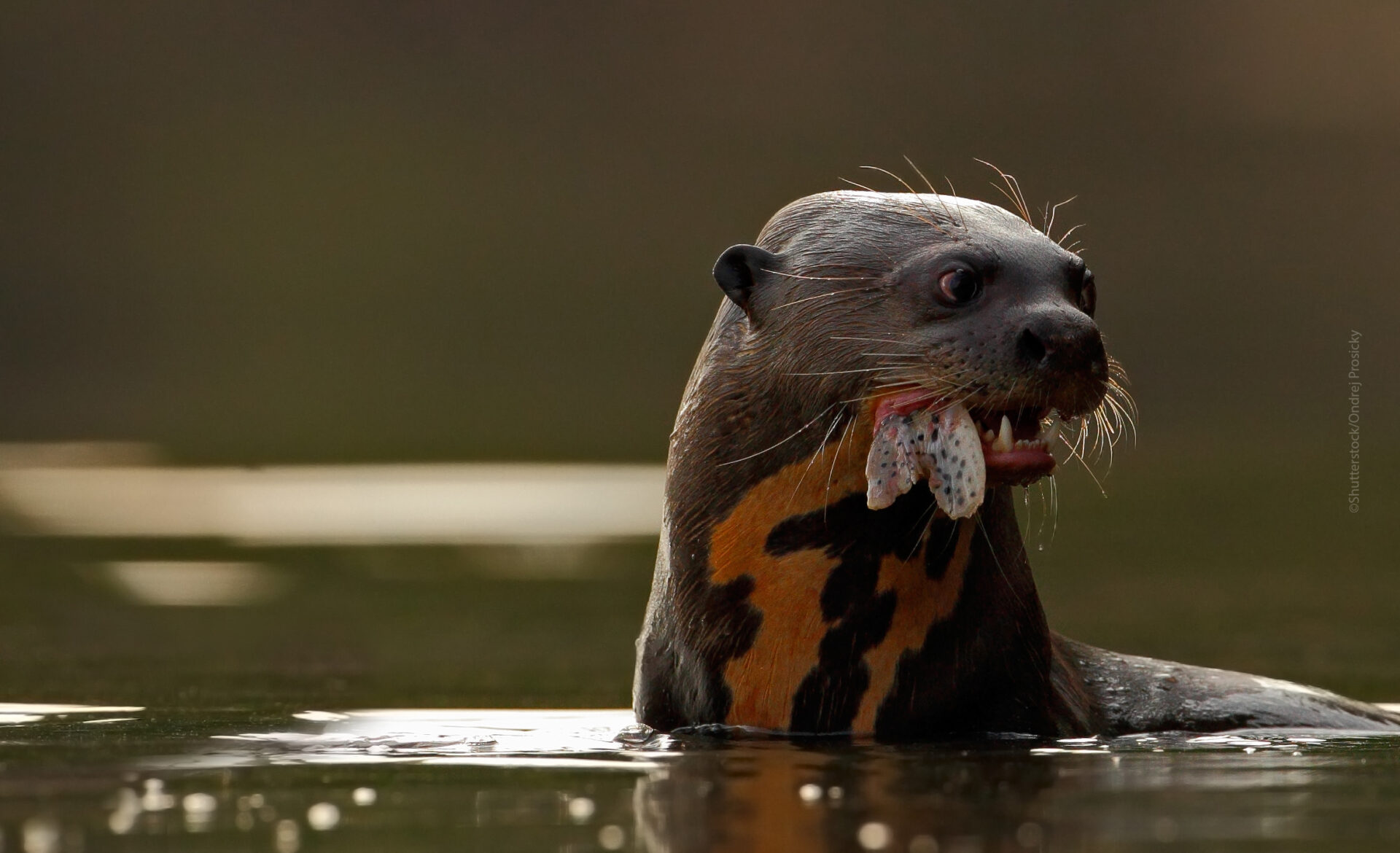 Giant Otter