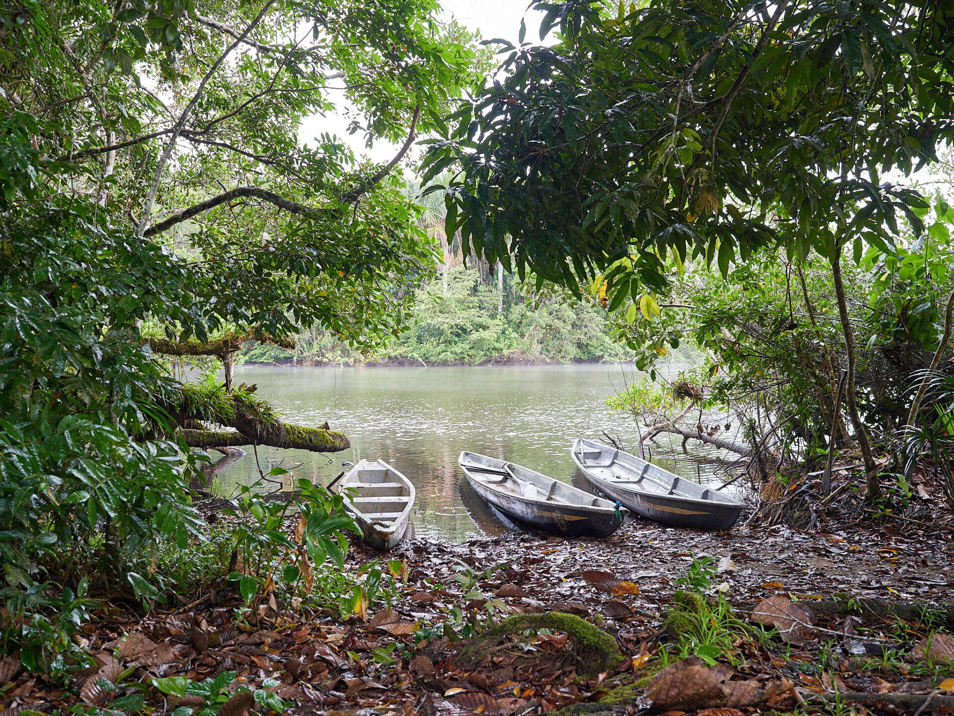 three empty boats, surrounded by trees, on the bank of a river in the heart of the Ecuadorian Amazon rainforest. 