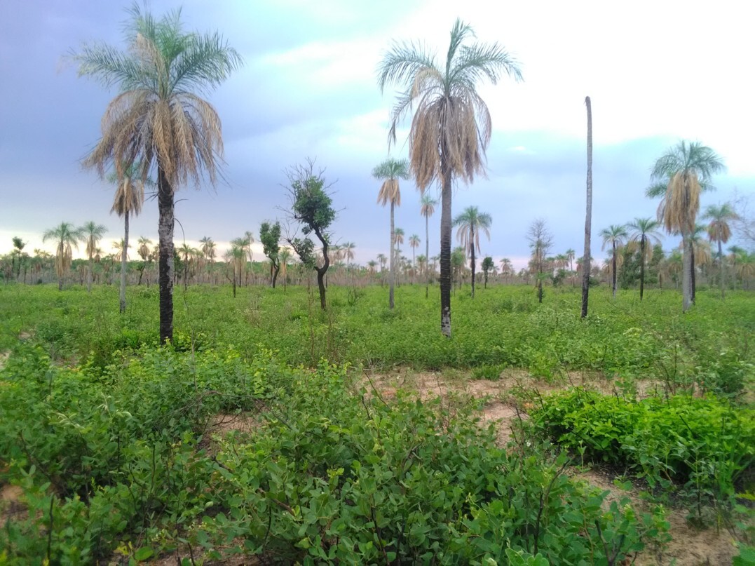 Image of trees and new plants starting to grow back after fire damage 