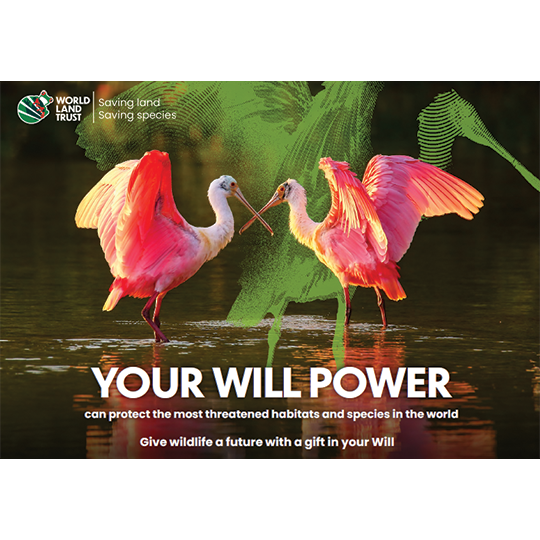 Your Will Power - WLT Guide to WIlls