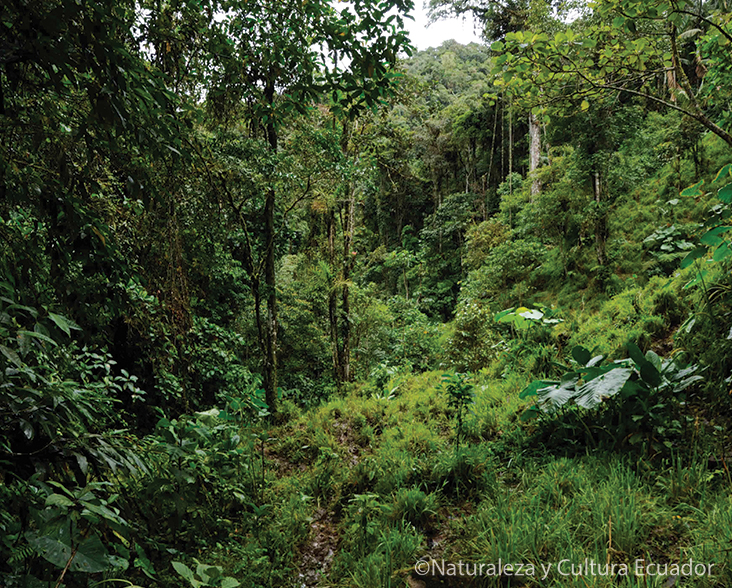 A view of forest in Zamora Chinchipe, Nangaritza valley