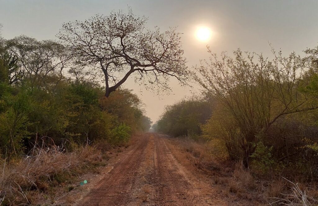 A dirt road framed by trees and foliage with the sun shining behind, in the Nembi Guasu reserve, Bolivia.