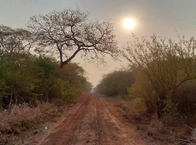 A dirt road framed by trees and foliage with the sun shining behind, in the Nembi Guasu reserve, Bolivia.