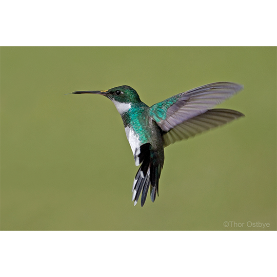 Hummingbird hovering