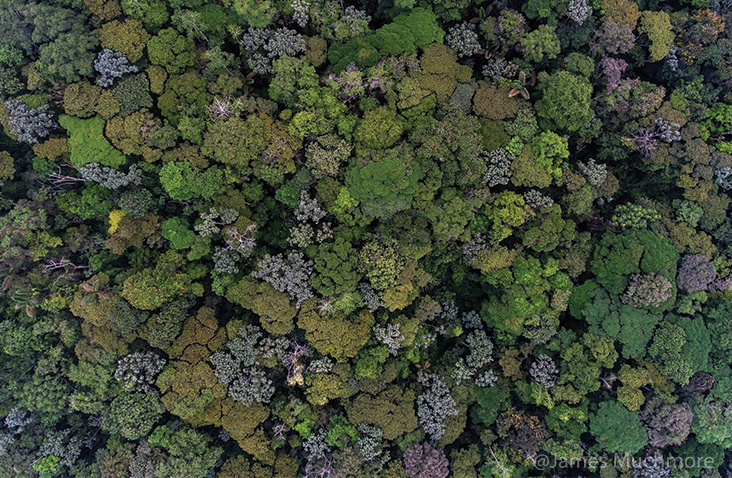 Rio Canande forest canopy