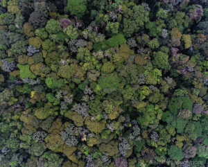 Rio Canande forest canopy