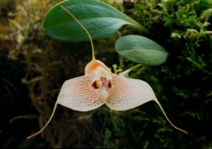 A photo of the orchid Masdevallia stigii, which was discovered by EcoMinga‘s President and botanist Lou Jost over 20 years ago. One of the world's rarest orchids, it is only known from a small site within the Río Anzu Reserve. Credit: EcoMinga