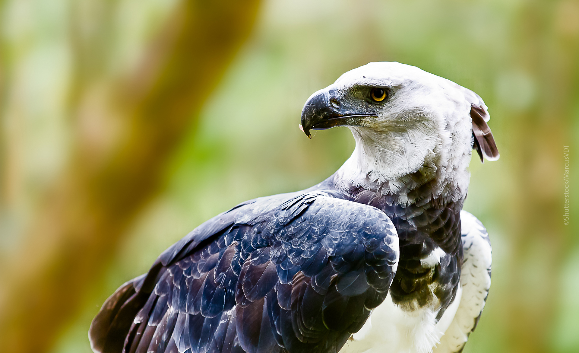 Harpy Eagle