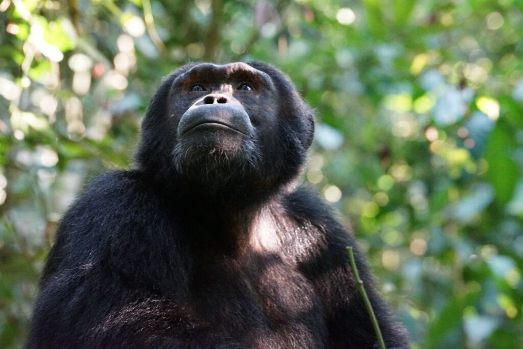 A portrait-style photograph of an Eastern Chimpanzee staring through the trees.