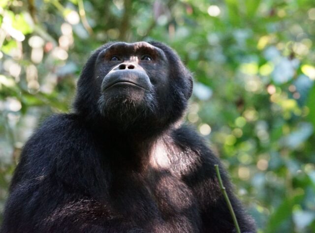 A portrait-style photograph of an Eastern Chimpanzee staring through the trees.