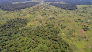 A photograph of the Bugoma-Wambabya Corridor. Credit: EcoTrust